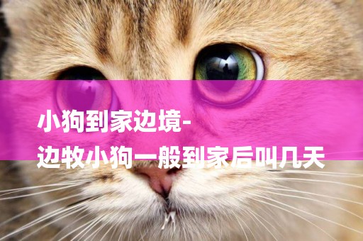 小狗到家邊境-
邊牧小狗一般到家后叫幾天