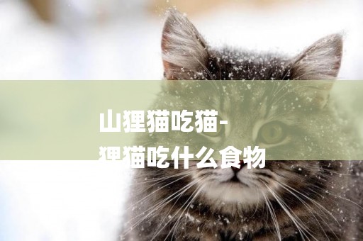 山貍貓吃貓-
貍貓吃什么食物