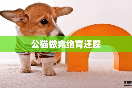公貓做完絕育還踩