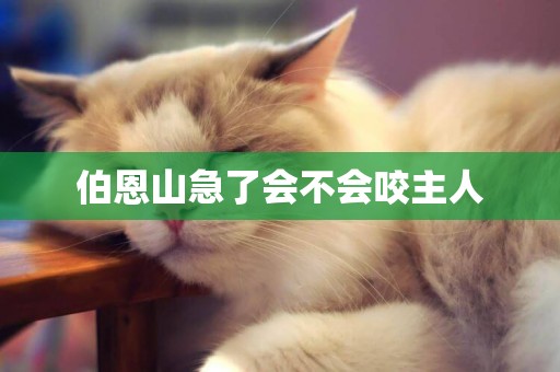 伯恩山急了會不會咬主人