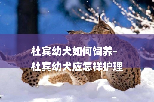 杜賓幼犬如何飼養-
杜賓幼犬應怎樣護理