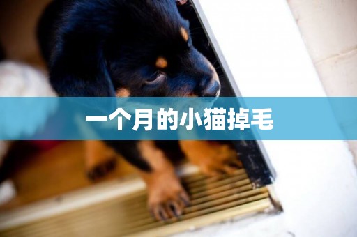 一個月的小貓掉毛