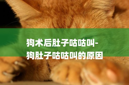 狗術后肚子咕咕叫-
狗肚子咕咕叫的原因