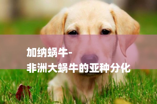加納蝸牛-
非洲大蝸牛的亞種分化
