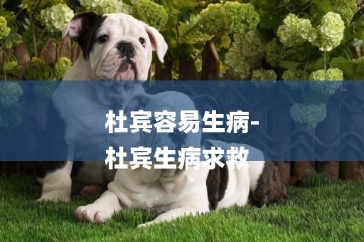 杜賓容易生病-
杜賓生病求救