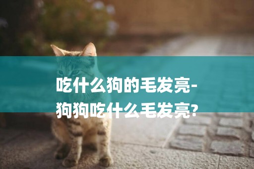吃什么狗的毛發亮-
狗狗吃什么毛發亮?
