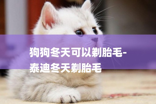 狗狗冬天可以剃胎毛-
泰迪冬天剃胎毛