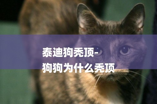 泰迪狗禿頂-
狗狗為什么禿頂