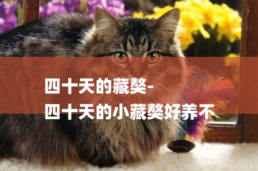四十天的藏獒-
四十天的小藏獒好養不