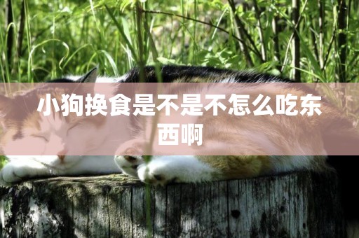 小狗換食是不是不怎么吃東西啊