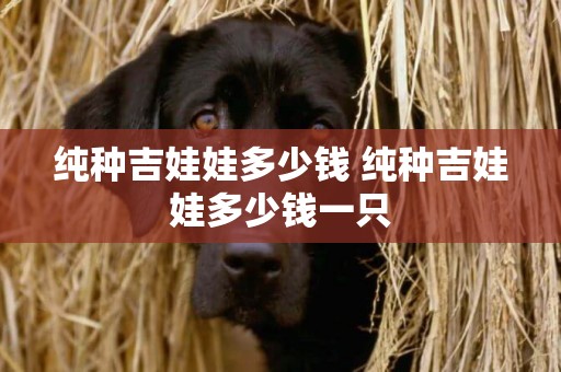 純種吉娃娃多少錢 純種吉娃娃多少錢一只