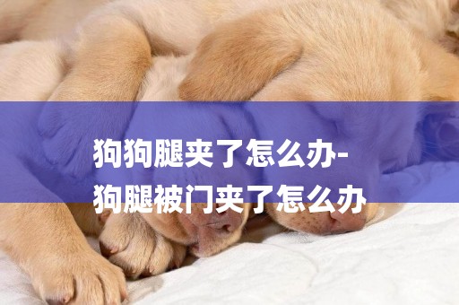狗狗腿夾了怎么辦-
狗腿被門夾了怎么辦