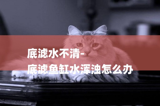 底濾水不清-
底濾魚缸水渾濁怎么辦