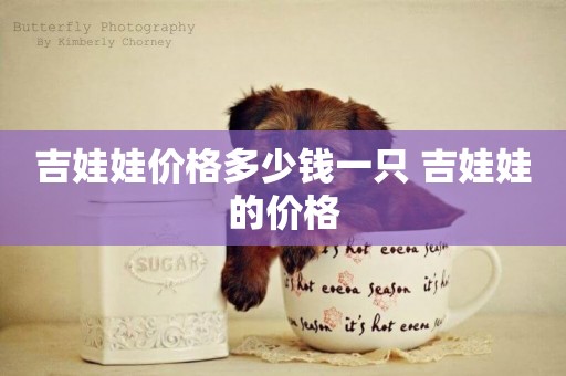 吉娃娃價格多少錢一只 吉娃娃的價格