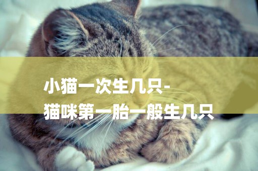 小貓一次生幾只-
貓咪第一胎一般生幾只