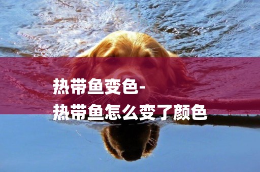 熱帶魚變色-
熱帶魚怎么變了顏色