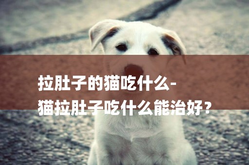 拉肚子的貓吃什么-
貓拉肚子吃什么能治好？