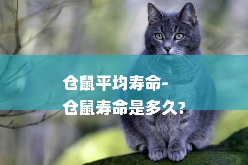 倉鼠平均壽命-
倉鼠壽命是多久?