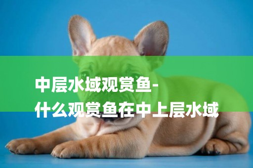中層水域觀賞魚-
什么觀賞魚在中上層水域