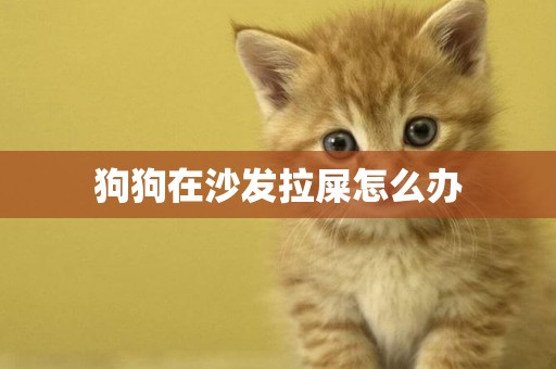 狗狗在沙發拉屎怎么辦