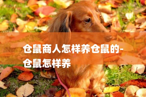 倉鼠商人怎樣養倉鼠的-
倉鼠怎樣養