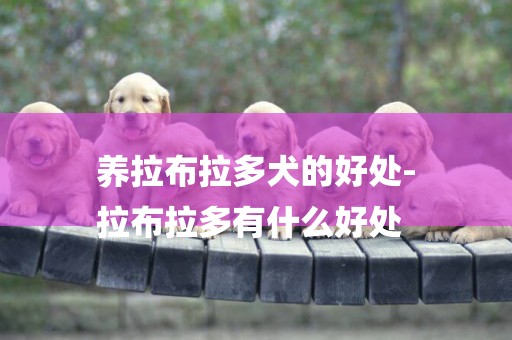 養拉布拉多犬的好處-
拉布拉多有什么好處
