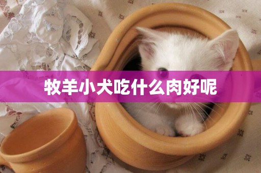 牧羊小犬吃什么肉好呢