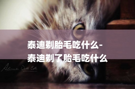 泰迪剃胎毛吃什么-
泰迪剃了胎毛吃什么