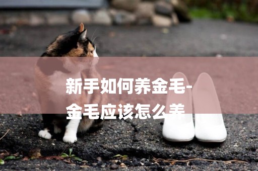 新手如何養金毛-
金毛應該怎么養