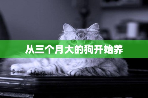 從三個月大的狗開始養