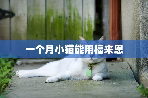 一個月小貓能用福來恩