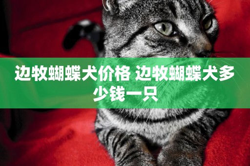 邊牧蝴蝶犬價格 邊牧蝴蝶犬多少錢一只