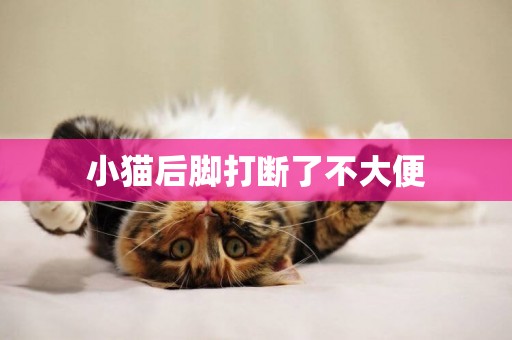 小貓后腳打斷了不大便