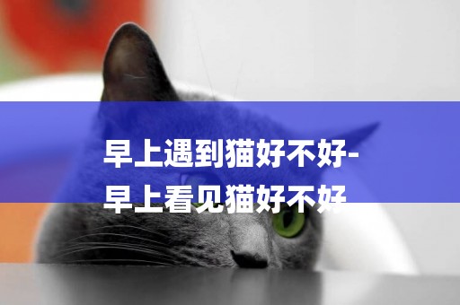 早上遇到貓好不好-
早上看見貓好不好