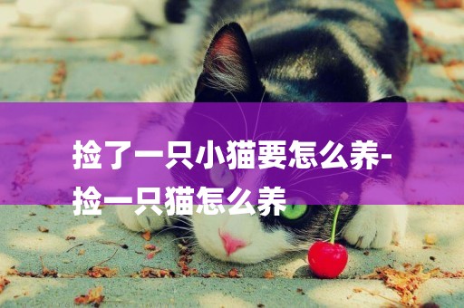 撿了一只小貓要怎么養-
撿一只貓怎么養