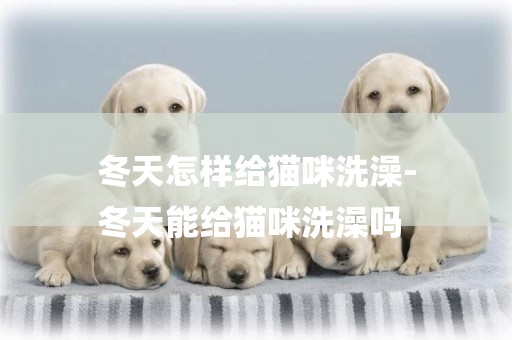 冬天怎樣給貓咪洗澡-
冬天能給貓咪洗澡嗎
