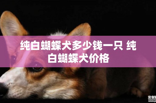 純白蝴蝶犬多少錢一只 純白蝴蝶犬價格