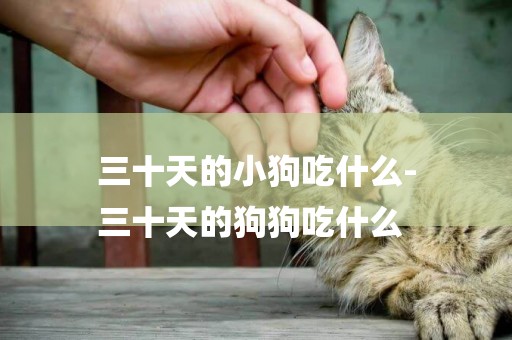 三十天的小狗吃什么-
三十天的狗狗吃什么