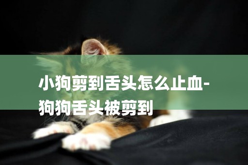 小狗剪到舌頭怎么止血-
狗狗舌頭被剪到