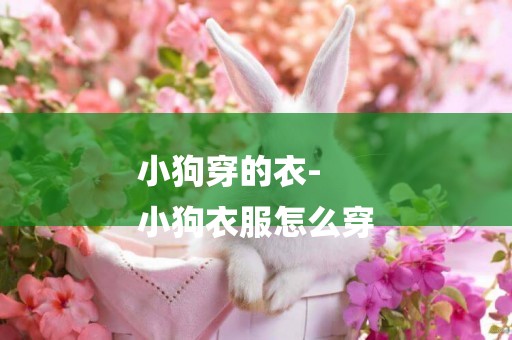 小狗穿的衣-
小狗衣服怎么穿