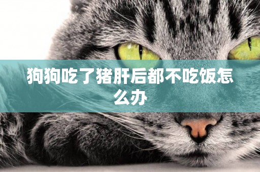 狗狗吃了豬肝后都不吃飯怎么辦