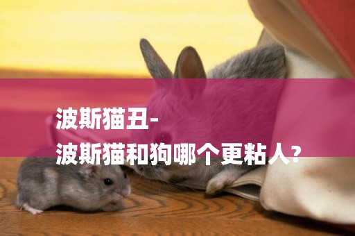 波斯貓丑-
波斯貓和狗哪個更粘人?