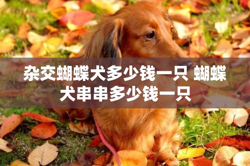 雜交蝴蝶犬多少錢一只 蝴蝶犬串串多少錢一只