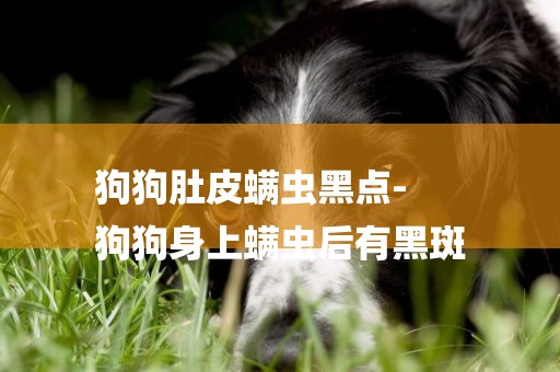 狗狗肚皮螨蟲黑點-
狗狗身上螨蟲后有黑斑
