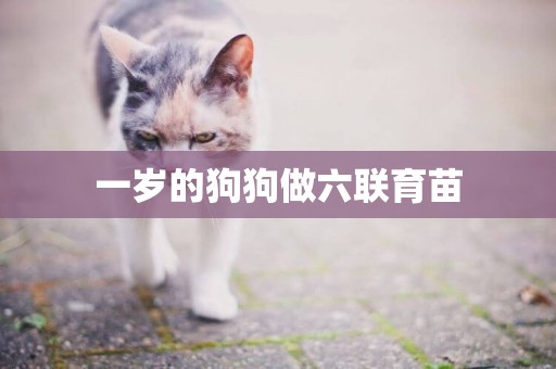 一歲的狗狗做六聯育苗