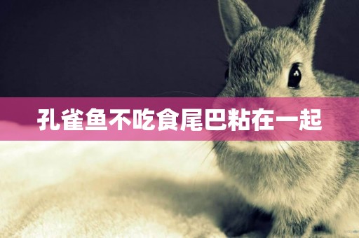 孔雀魚不吃食尾巴粘在一起
