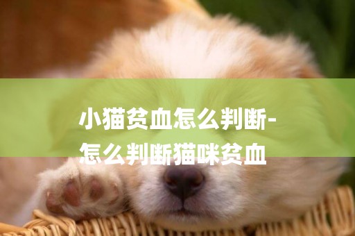 小貓貧血怎么判斷-
怎么判斷貓咪貧血