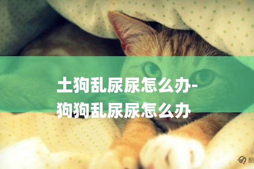 土狗亂尿尿怎么辦-
狗狗亂尿尿怎么辦