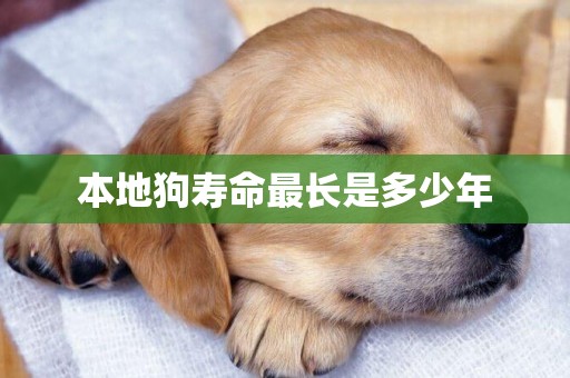 本地狗壽命最長是多少年