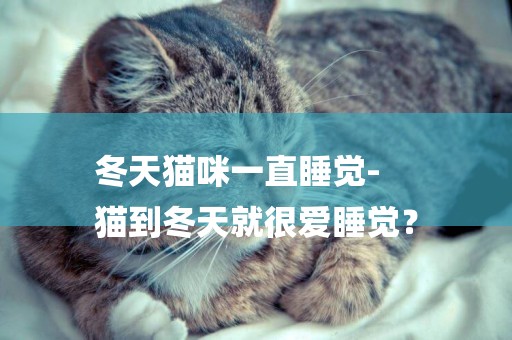 冬天貓咪一直睡覺-
貓到冬天就很愛睡覺？